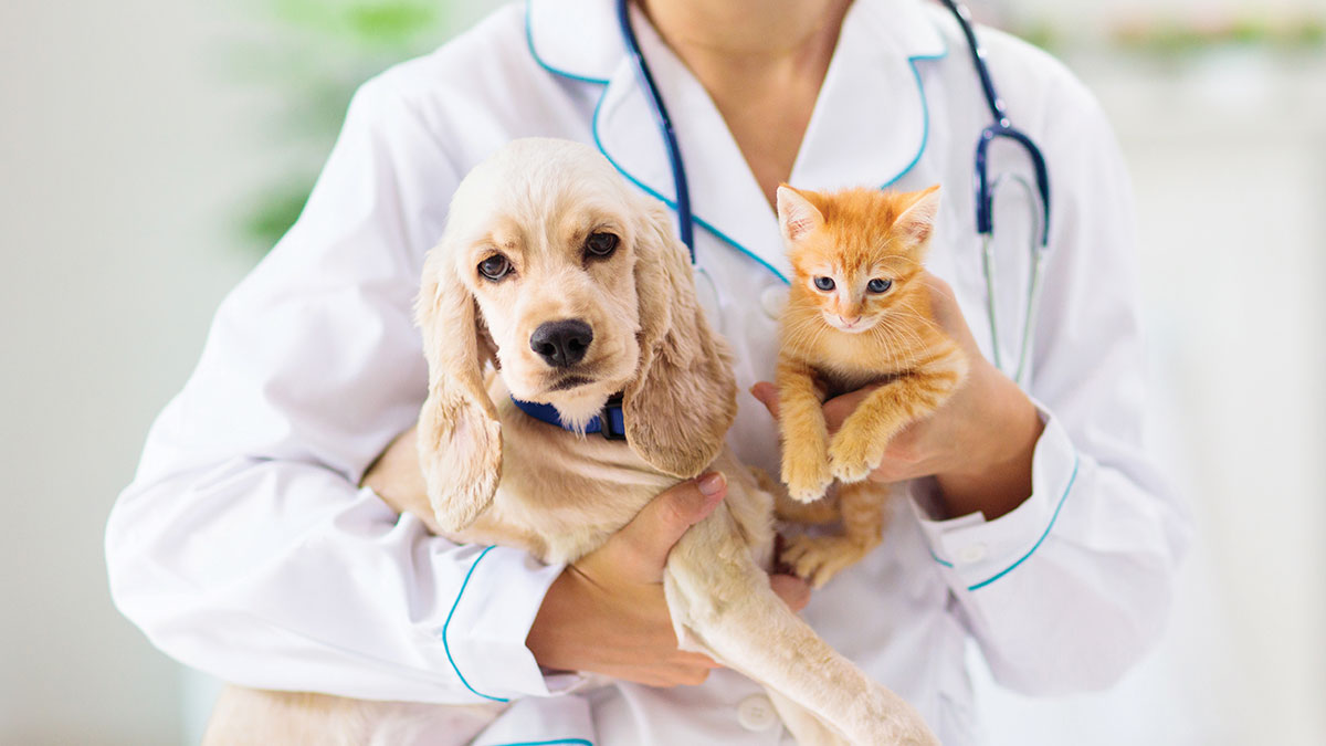 Ellenbrook Animal Clinic - The Pet Community