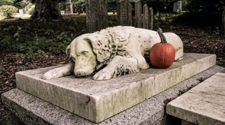 Why you shouldn’t bury your pet in the backyard