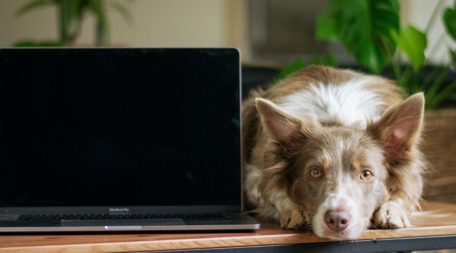 How to blog for your pet business- Why it’s so important!