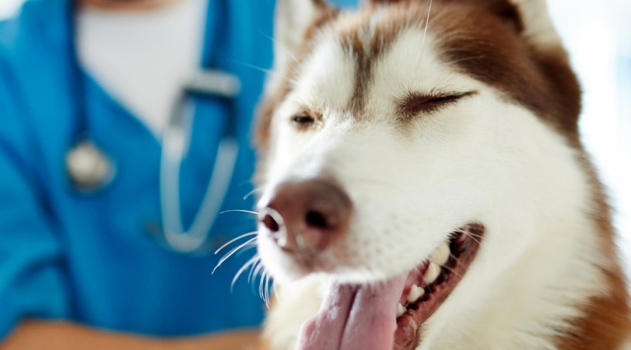 How to pick the right vet for your pet – the foolproof guide
