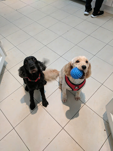 Cherrybrook dog outlet grooming