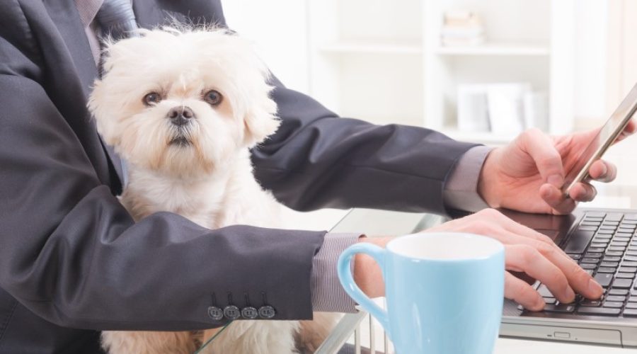 The benefits of pet-friendly workplaces