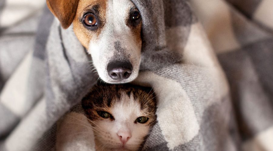 Keeping your pet warm during the winter months