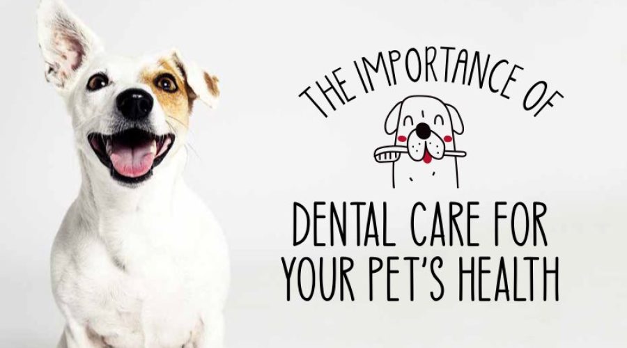 The importance of dental care for pets