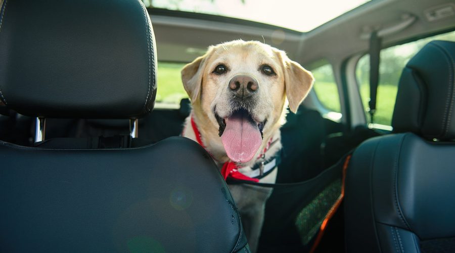 Travelling with your pet: Tips and tricks