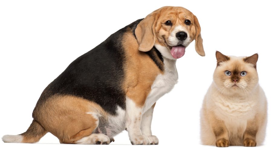 Understanding and preventing pet obesity