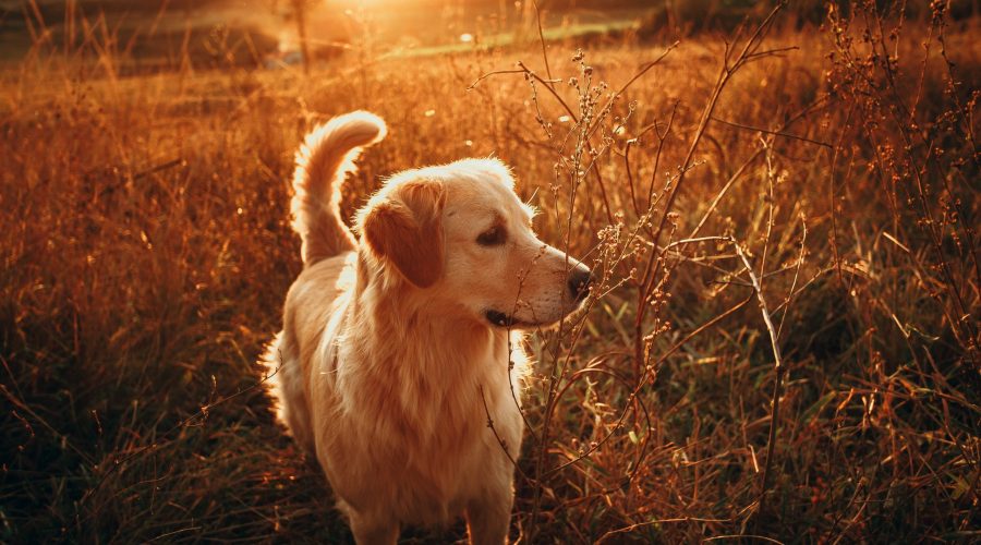 A Study into Canine Sensory Perception
