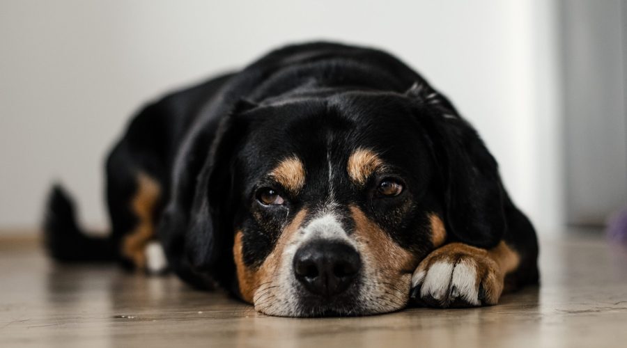 Recognising Pain and Illness in Your Pet